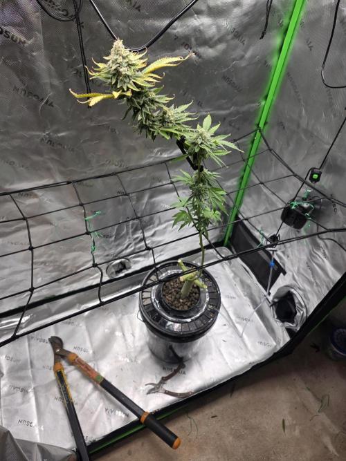 First DWC Grow - Ocifer. Week 17