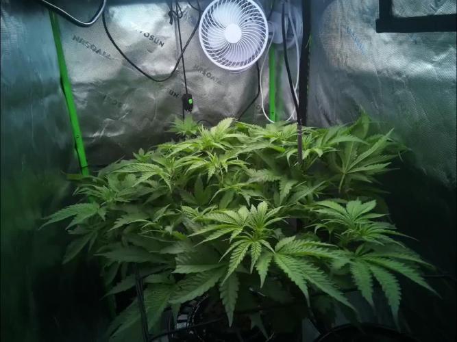 First DWC Grow - Ocifer
