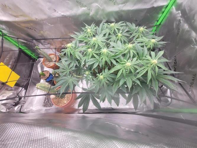 Mountain Man OG f2 keeper. Week 8