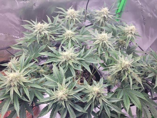 Mountain Man OG f2 keeper. Week 10