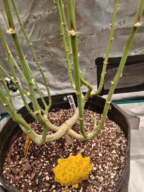 White Widow (Royal Queen Seeds). Week 18