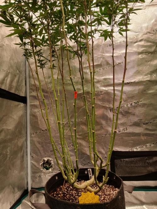 White Widow (Royal Queen Seeds). Week 18