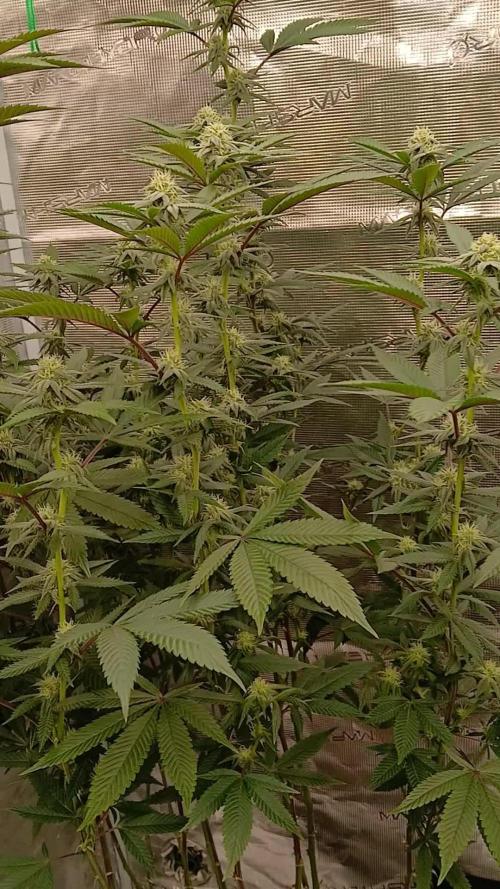 White Widow (Royal Queen Seeds)