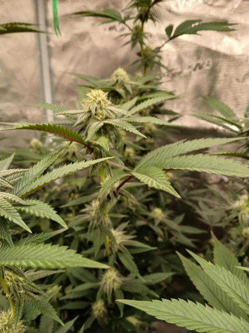 White Widow (Royal Queen Seeds). Week 18