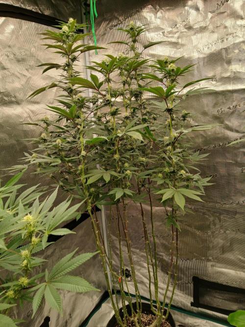 White Widow (Royal Queen Seeds). Week 18