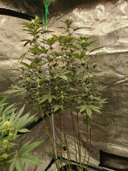 White Widow (Royal Queen Seeds). Week 18