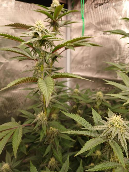 White Widow (Royal Queen Seeds). Week 18