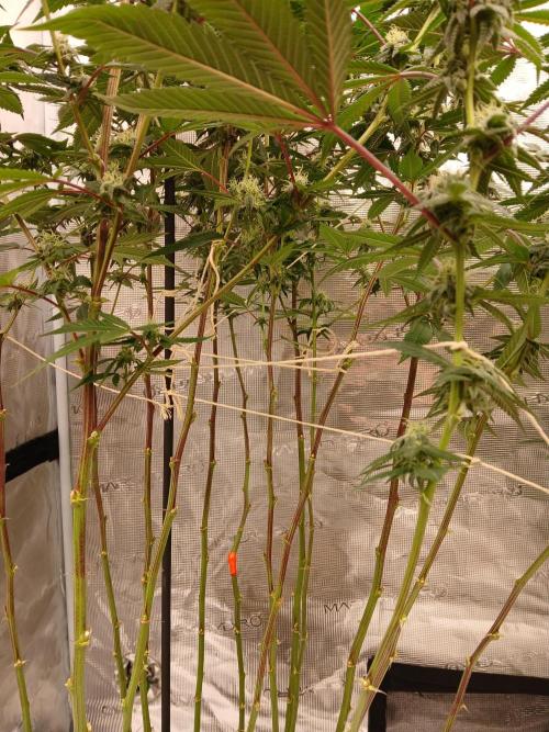 White Widow (Royal Queen Seeds). Week 14