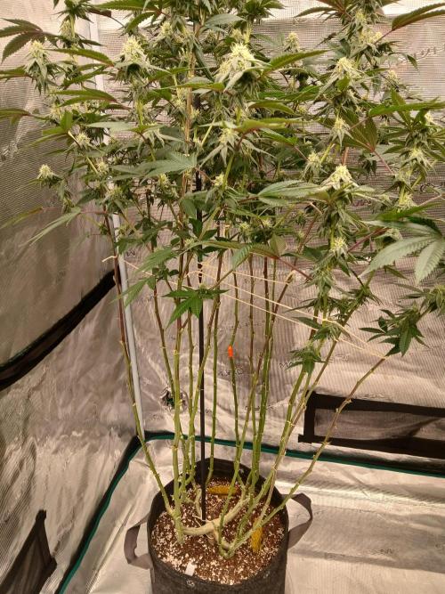 White Widow (Royal Queen Seeds). Week 14