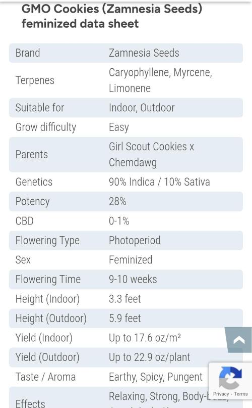 GMO Cookies (Zamnesia seeds). Week 0