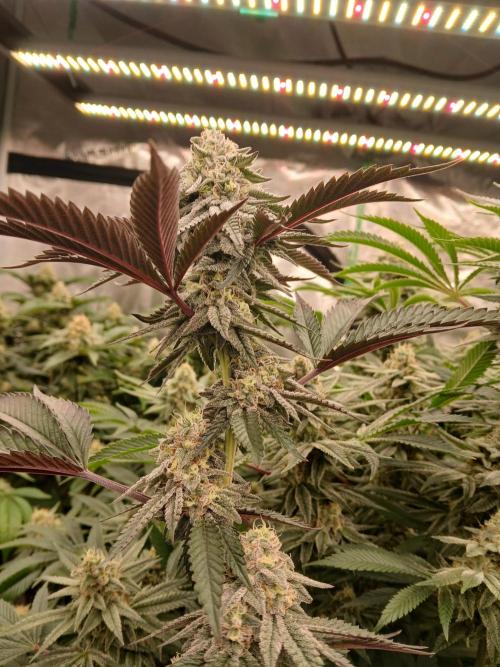 White Widow (Royal Queen Seeds). Week 16