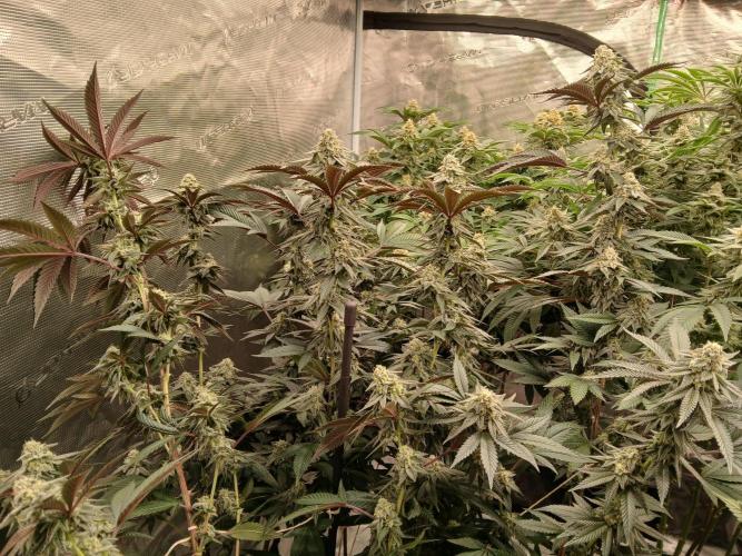 White Widow (Royal Queen Seeds). Week 16