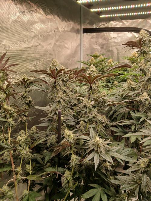 White Widow (Royal Queen Seeds). Week 16