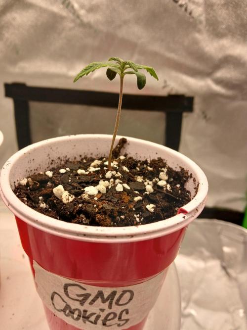 GMO Cookies (Zamnesia seeds). Week 1