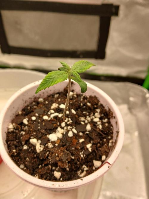 GMO Cookies (Zamnesia seeds). Week 1