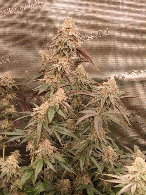 White Widow (Royal Queen Seeds). Week 17