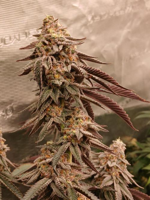 White Widow (Royal Queen Seeds). Week 17