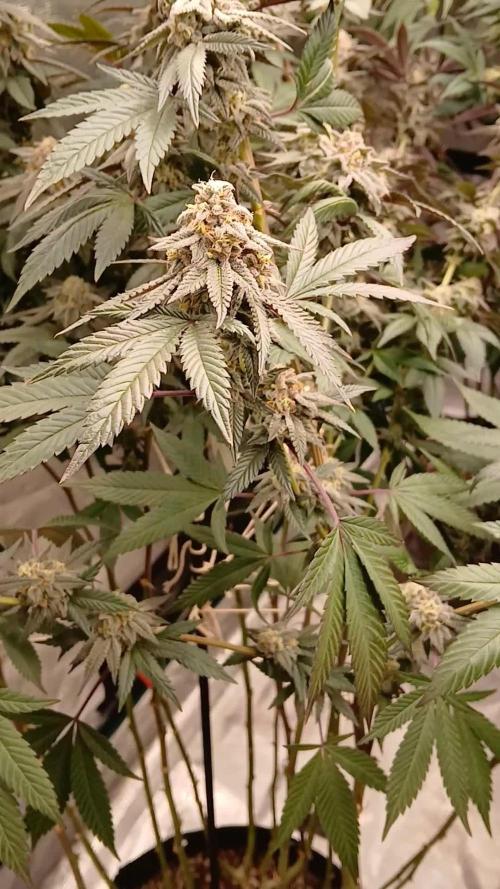White Widow (Royal Queen Seeds)