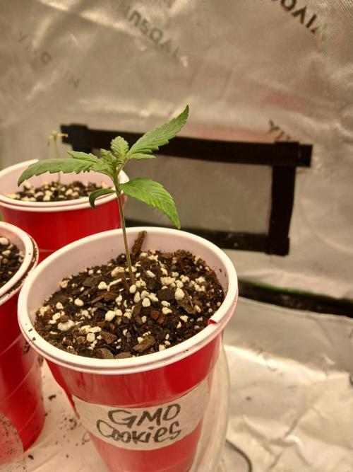 GMO Cookies (Zamnesia seeds). Week 2