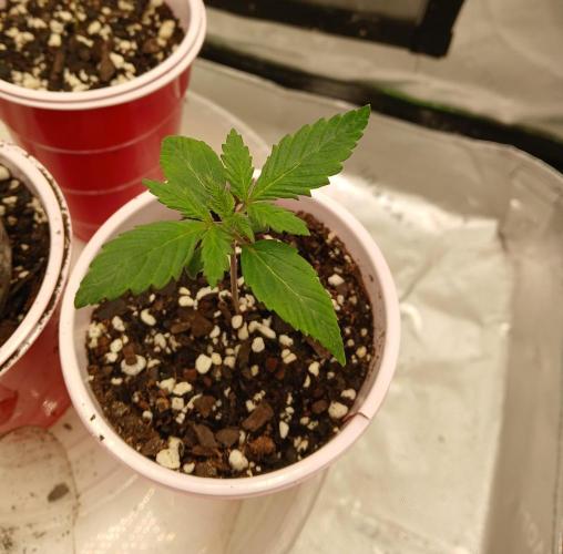 GMO Cookies (Zamnesia seeds). Week 2