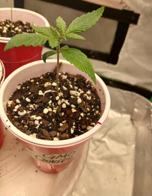 GMO Cookies (Zamnesia seeds). Week 2