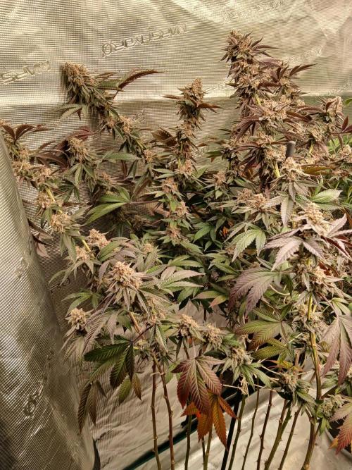 White Widow (Royal Queen Seeds). Week 18