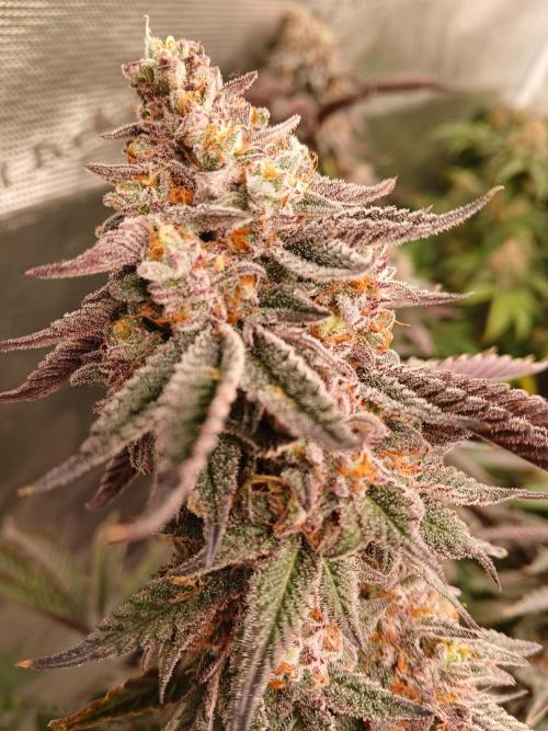 White Widow (Royal Queen Seeds). Week 18