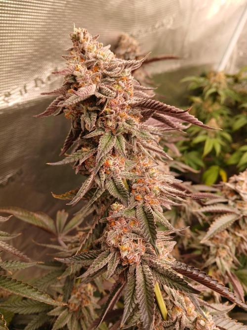 White Widow (Royal Queen Seeds). Week 18