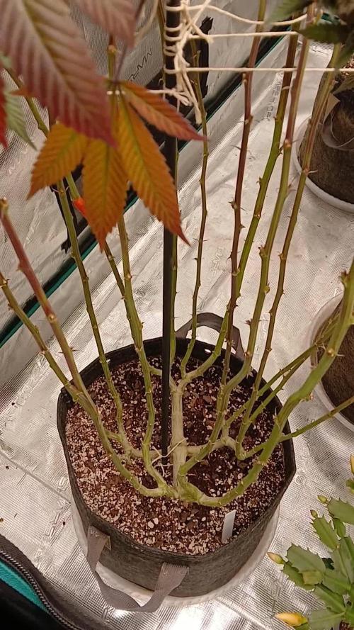 White Widow (Royal Queen Seeds)