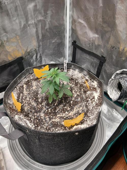 GMO Cookies (Zamnesia seeds). Week 3
