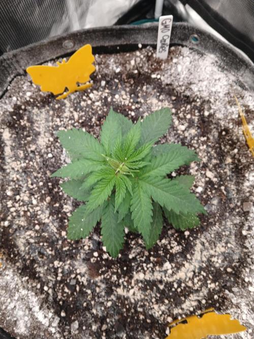 GMO Cookies (Zamnesia seeds). Week 3
