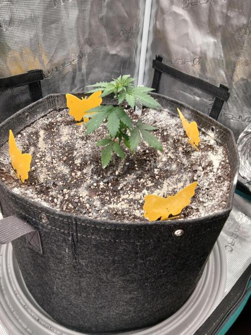 GMO Cookies (Zamnesia seeds). Week 3