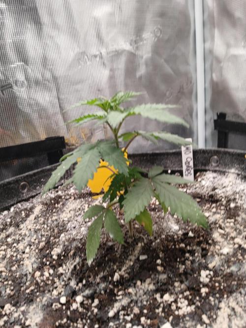 GMO Cookies (Zamnesia seeds). Week 3
