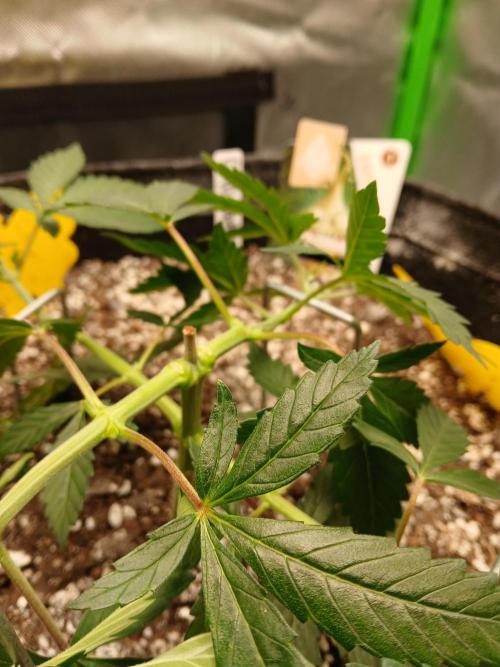 GMO Cookies (Zamnesia seeds). Week 5