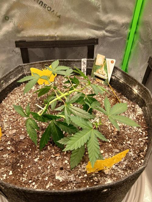 GMO Cookies (Zamnesia seeds). Week 5