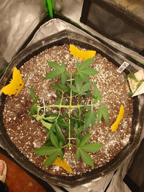 GMO Cookies (Zamnesia seeds). Week 5