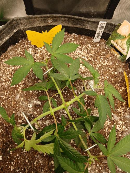 GMO Cookies (Zamnesia seeds). Week 5