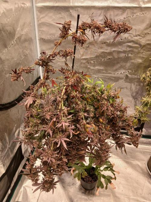 White Widow (Royal Queen Seeds). Week 20