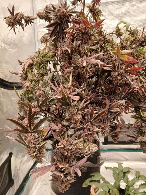 White Widow (Royal Queen Seeds). Week 20