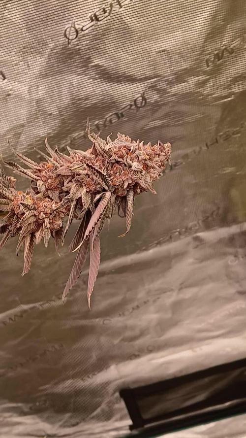 White Widow (Royal Queen Seeds)