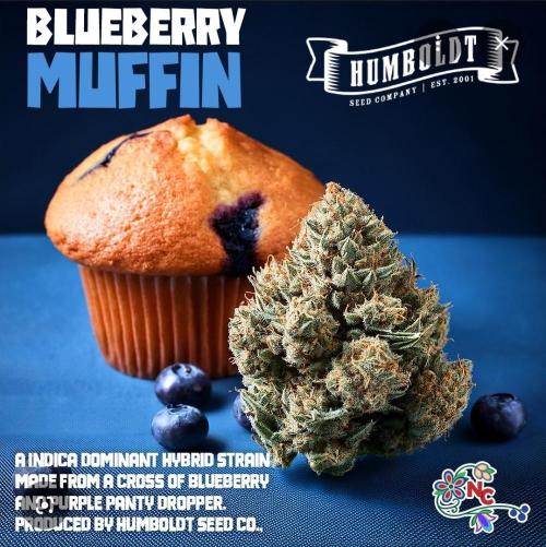 Blueberry Muffin (Humboldt Seeds). Week 0