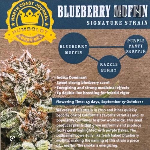 Blueberry Muffin (Humboldt Seeds). Week 0