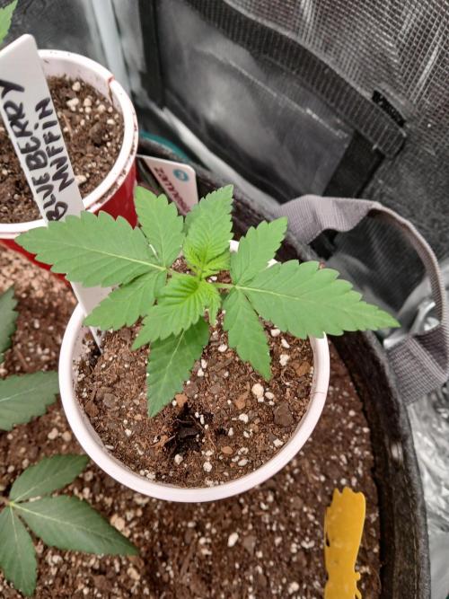 Blueberry Muffin (Humboldt Seeds). Week 2