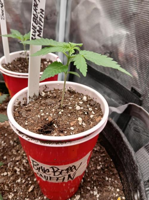 Blueberry Muffin (Humboldt Seeds). Week 2