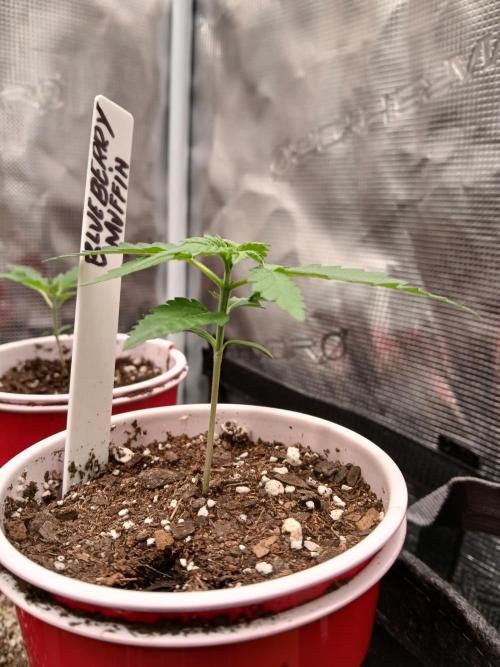 Blueberry Muffin (Humboldt Seeds). Week 2