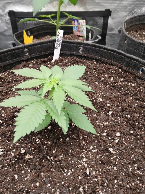 Blueberry Muffin (Humboldt Seeds). Week 3