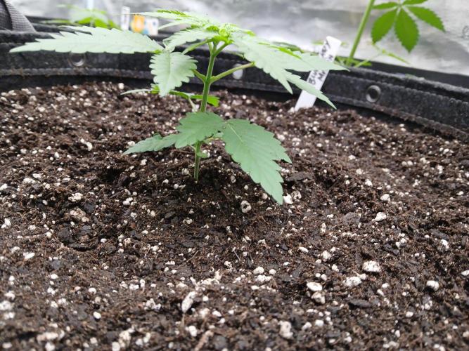 Blueberry Muffin (Humboldt Seeds). Week 3