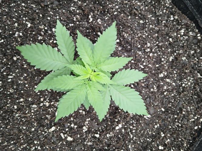 Blueberry Muffin (Humboldt Seeds). Week 3