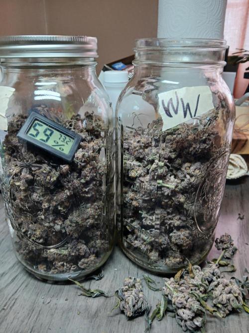 White Widow (Royal Queen Seeds). Week 21