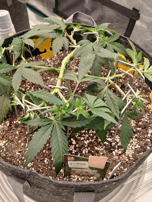 GMO Cookies (Zamnesia seeds). Week 7